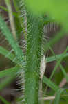 Texas bullnettle